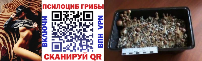 Псилоцибиновые грибы Psilocybine cubensis Реж